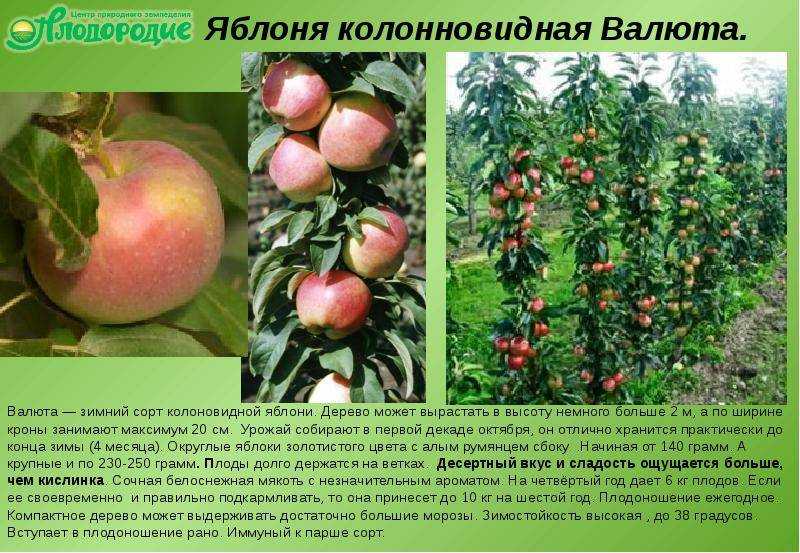 Яблоня братчуд: описание, отзывы, фото