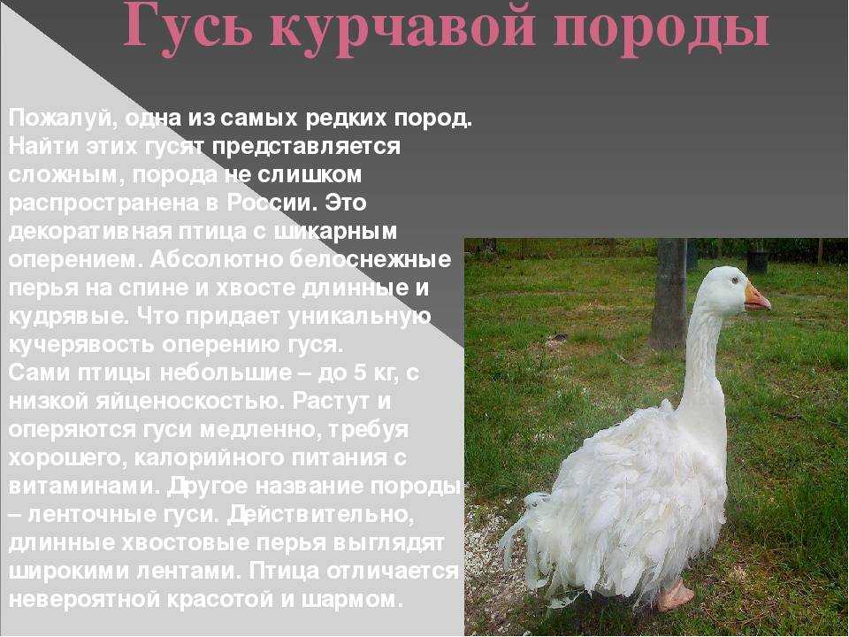 Итальянские гуси: описание породы, разведение и уход