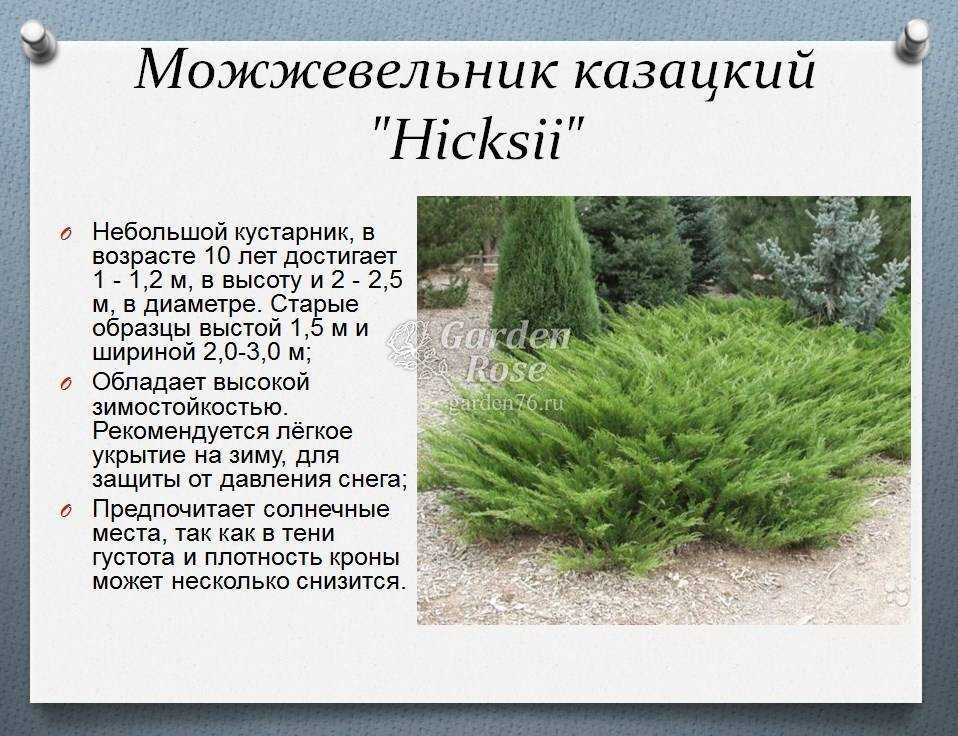 Можжевельник горизонтальный - посадка и уход, размножение, выращивание, виды и сорта, обрезка