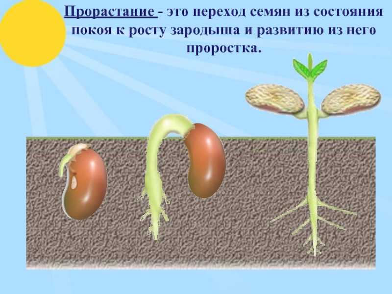 Как быстро прорастить фасоль для посадки, еды или для школы в домашних условиях