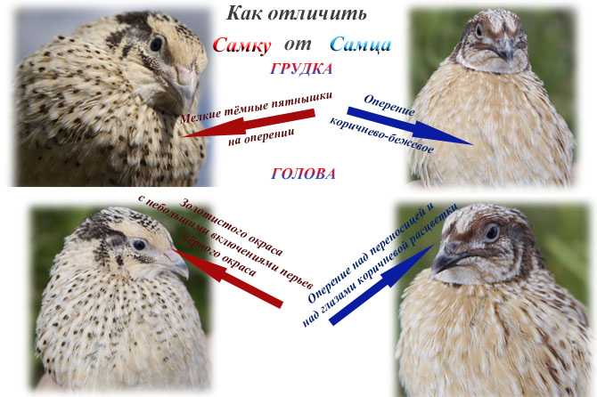 Как узнать пол цесарки? отличия самца от самки