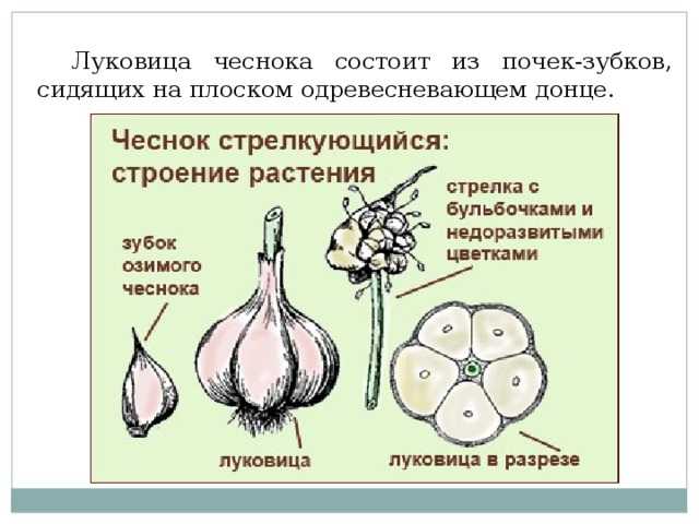 Как вырастить крупный чеснок из семян: подробно