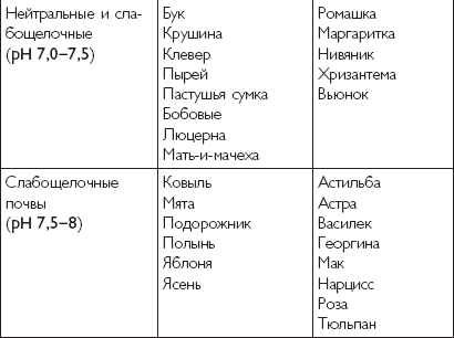 Сажаем озимый чеснок: 5 маленьких хитростей для большого урожая