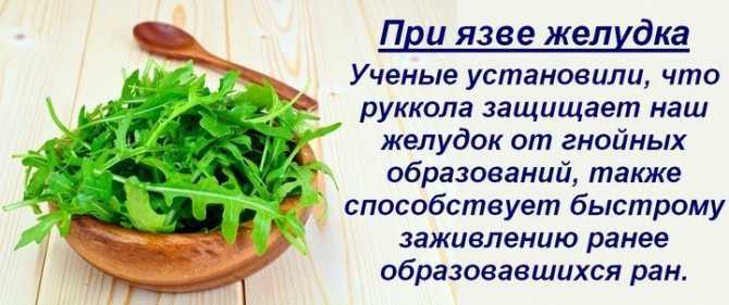 Руккола: посадка и уход в открытом грунте и на балконе