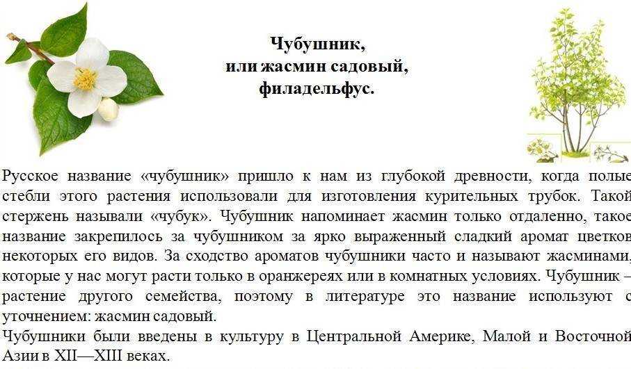 Жасмин самбак — уход в домашних условиях – уход за растениями