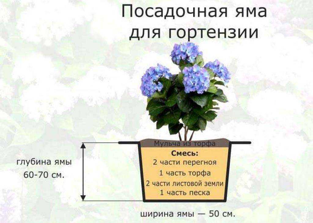 Гортензия крупнолистная