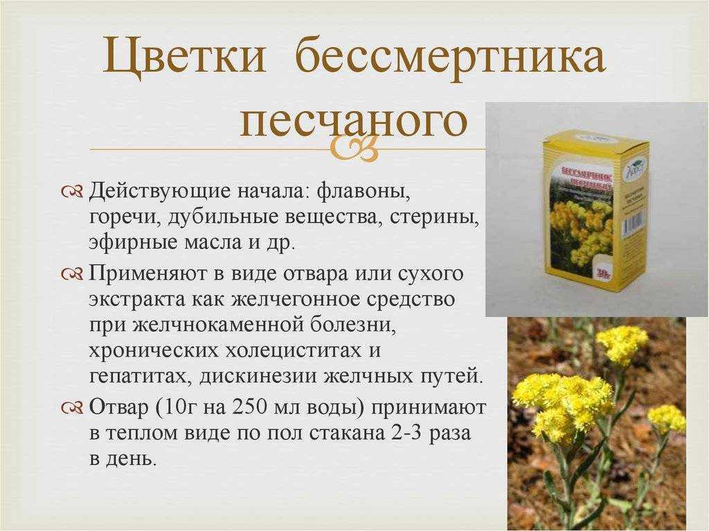 Бессмертник - полезные свойства и рецепты народной медицины
