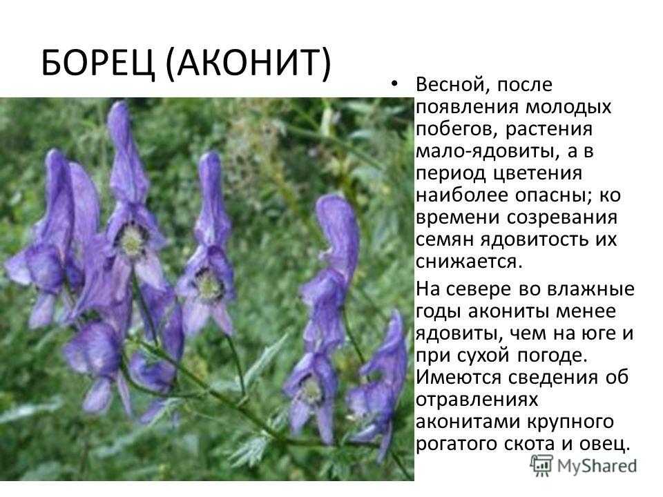 Борец высокий - растение красивое, но ядовитое. | полезные растения