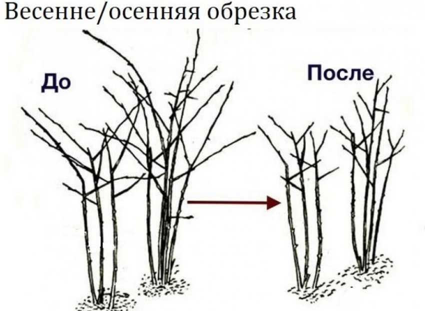 Обрезка ежевики: пошаговая инструкция для начинающих