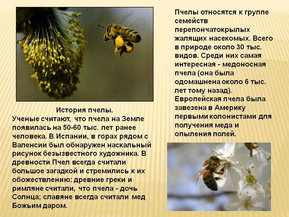 Породы пчёл
