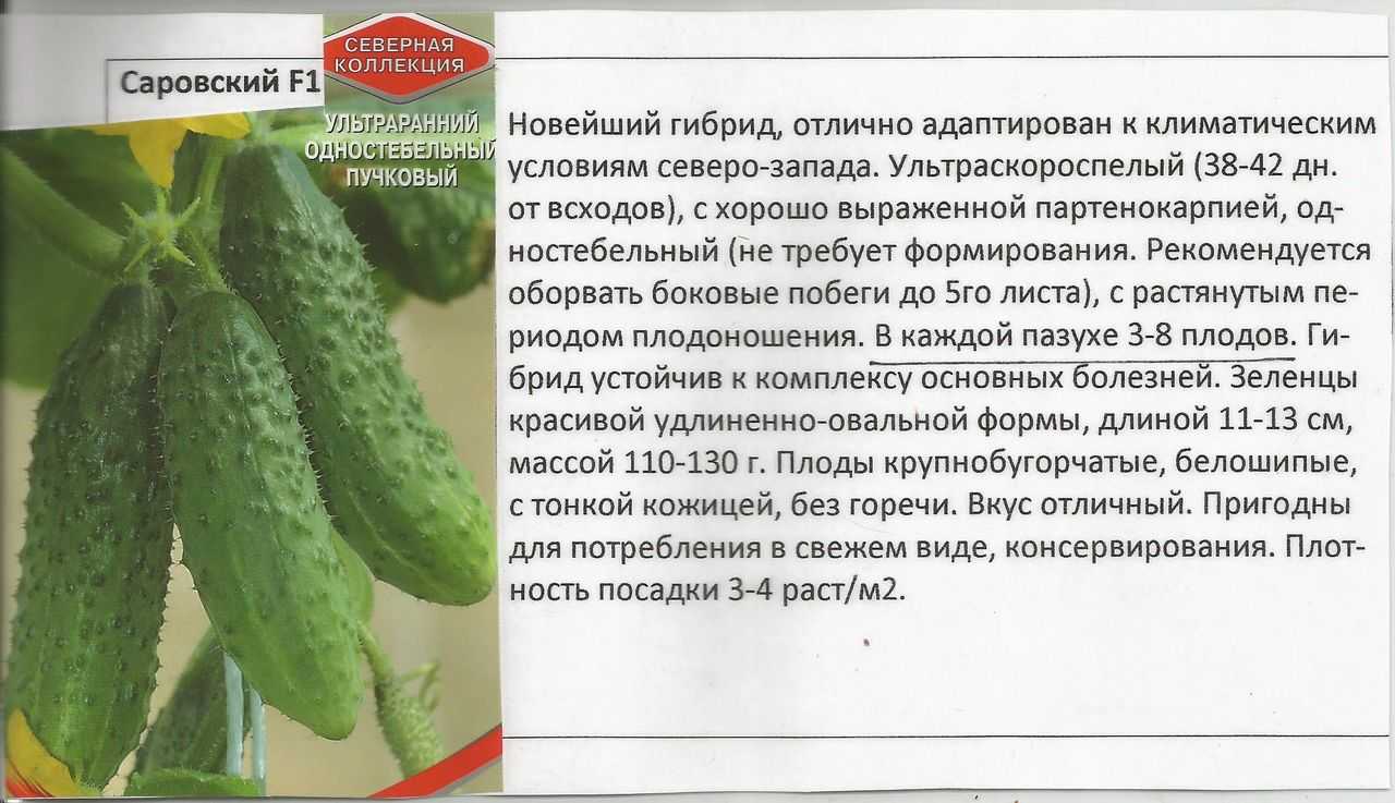 Сорт огурцов адам: описание и характеристика, особенности выращивания и ухода, урожайность
