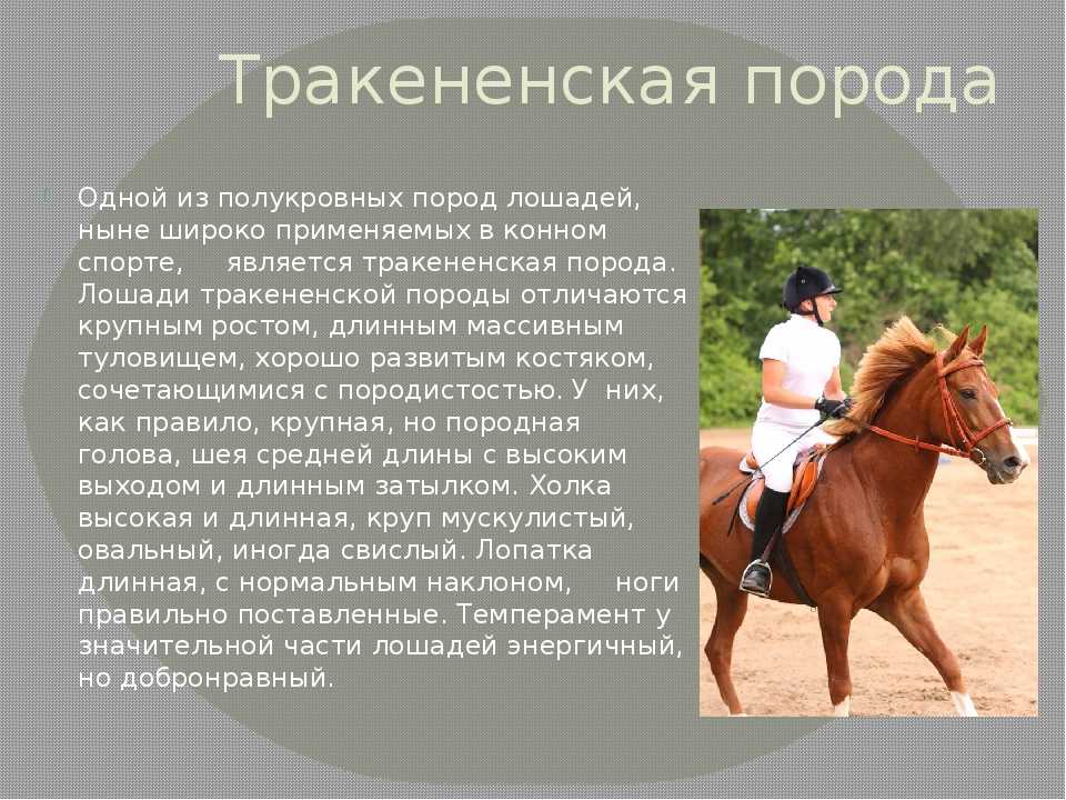 Тракененская порода лошадей: фото, характеристика, разведение и содержание