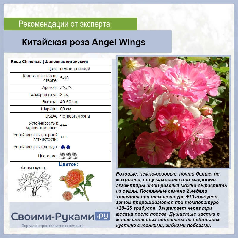 Роза крылья ангела, посадка и уход