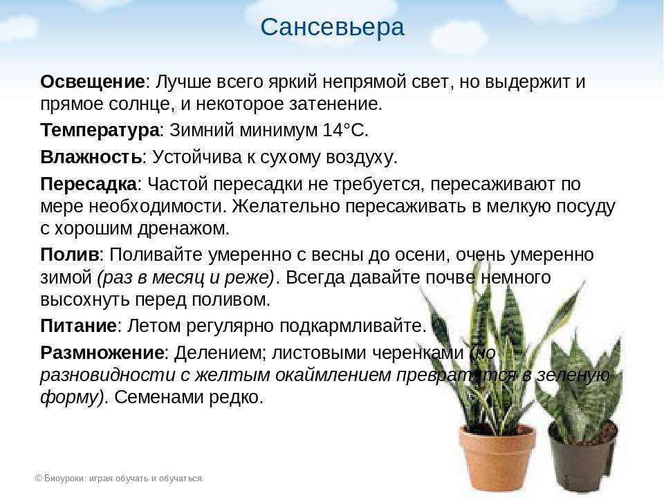 Гастерия (Gasteriya)  - описание сорта, саженцы, фото и характерные особенности