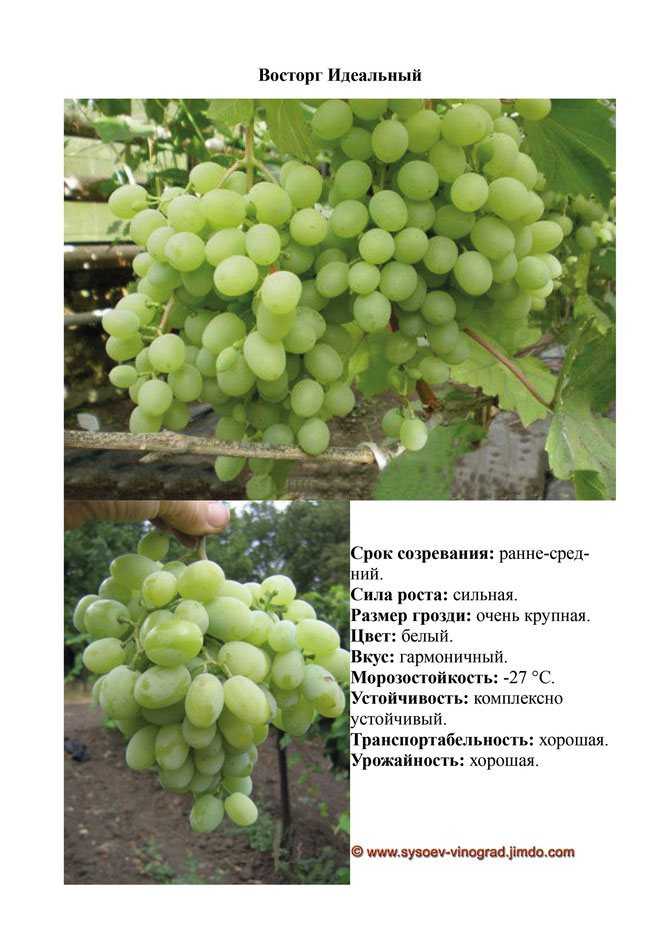 Виноград гелиос: описание сорта, его особенности и характеристики, подверженность заболеваниям и меры борьбы с вредителями, а также фото и полезное видео selo.guru — интернет портал о сельском хозяйстве