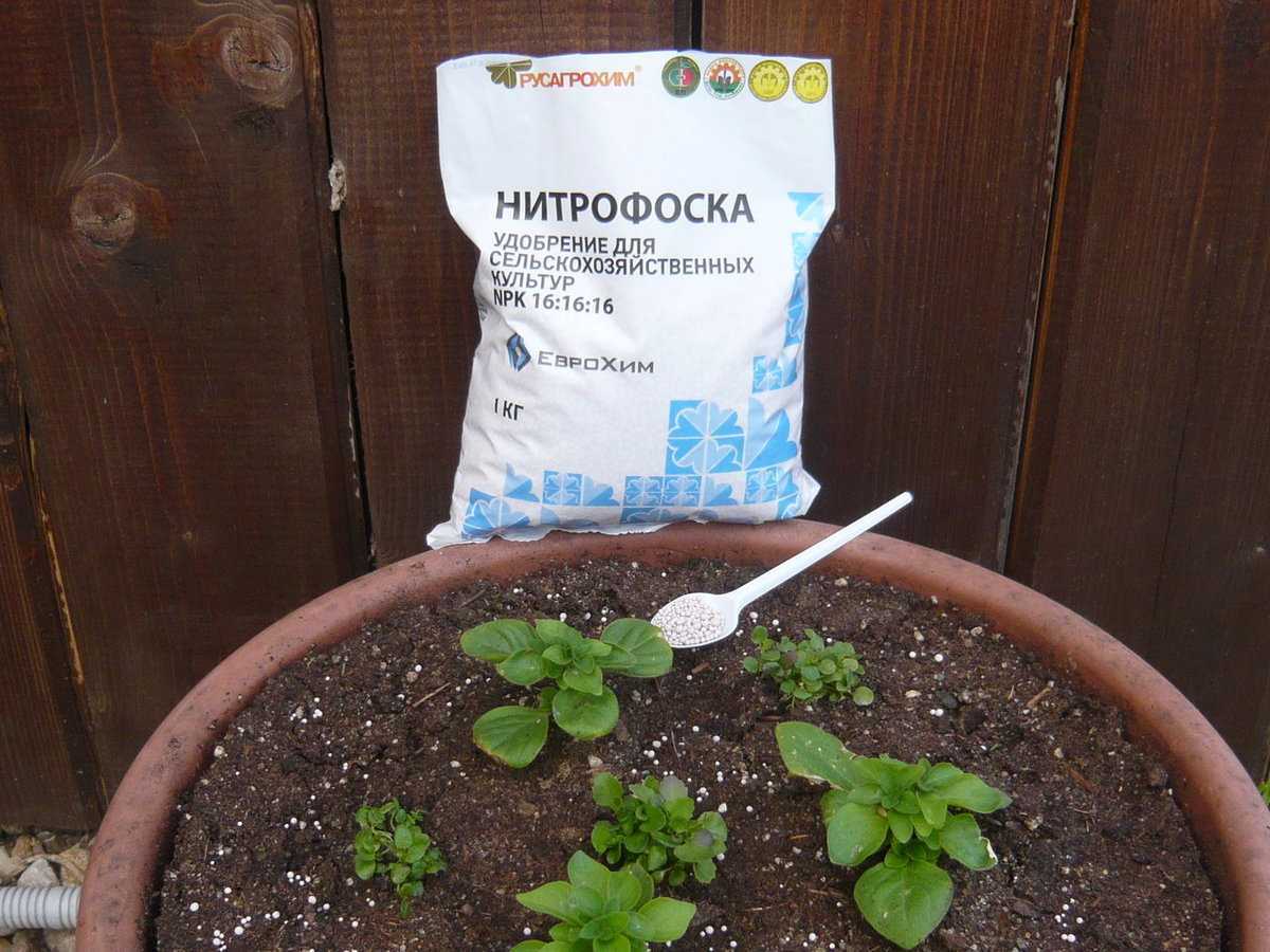 Чем подкормить петунию для обильного цветения: какие удобрения использовать, советы