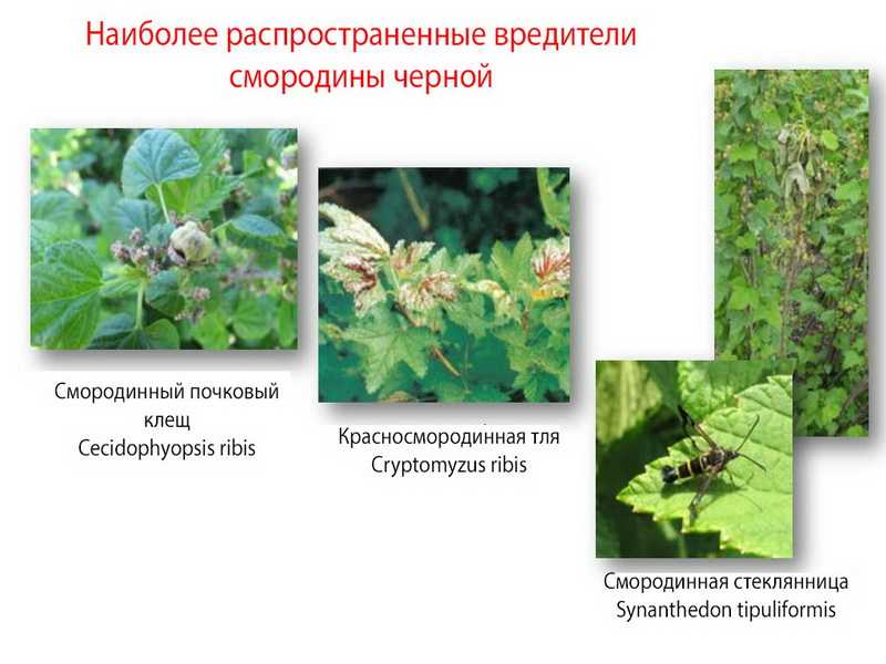 Обработка смородины весной от болезней и вредителей