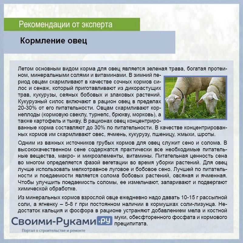 Как разводить баранов в домашних условиях: секреты овцеводства, выбор породы для выращивания