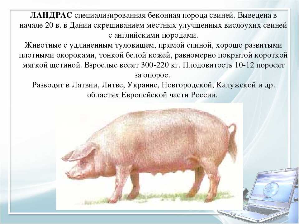Все о породе свиней Ландрос: описание, характеристики, кормление и уход