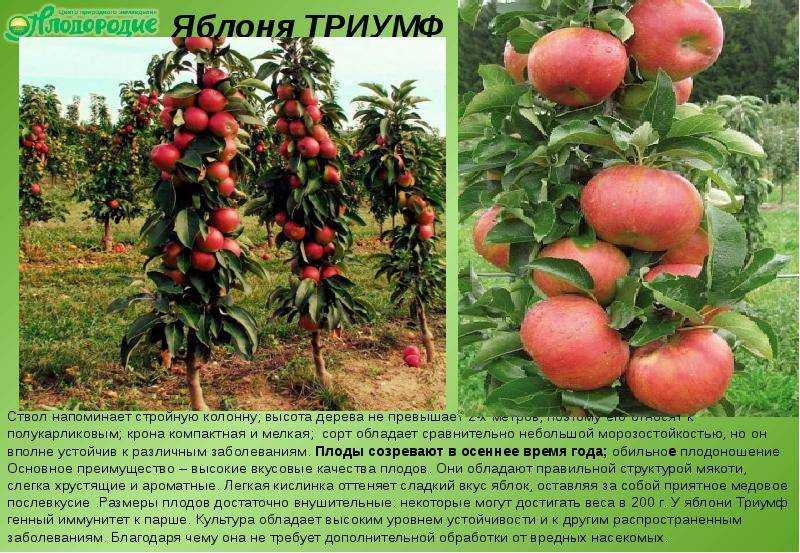 Яблоня колоновидная: выращивание, обрезка, сорта