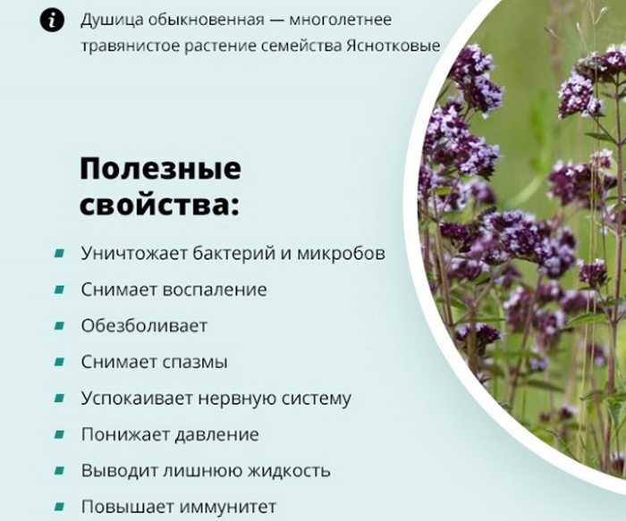 Как выглядит душица обыкновенная: фото, картинки, описание