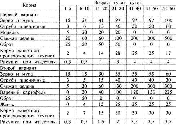 Кормление гусей для разведения и на мясо