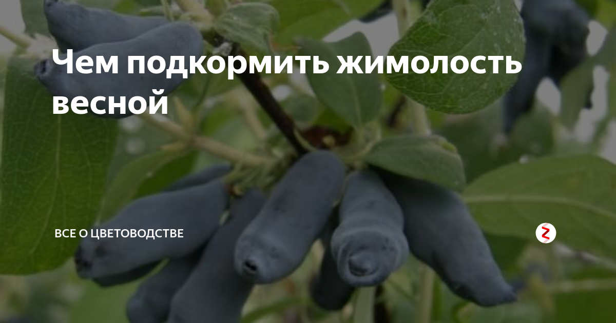 Чем лучше подкормить жимолость весной, летом и осенью: как и сколько вносить удобрений