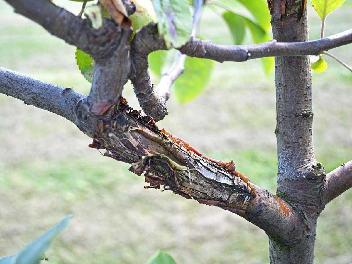 Чёрный рак у яблони: лечение, как бороться, устойчивые сорта