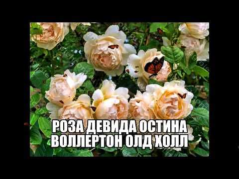 Рококо роза - описание сорта, характеристики, советы по выращиванию | розоцвет