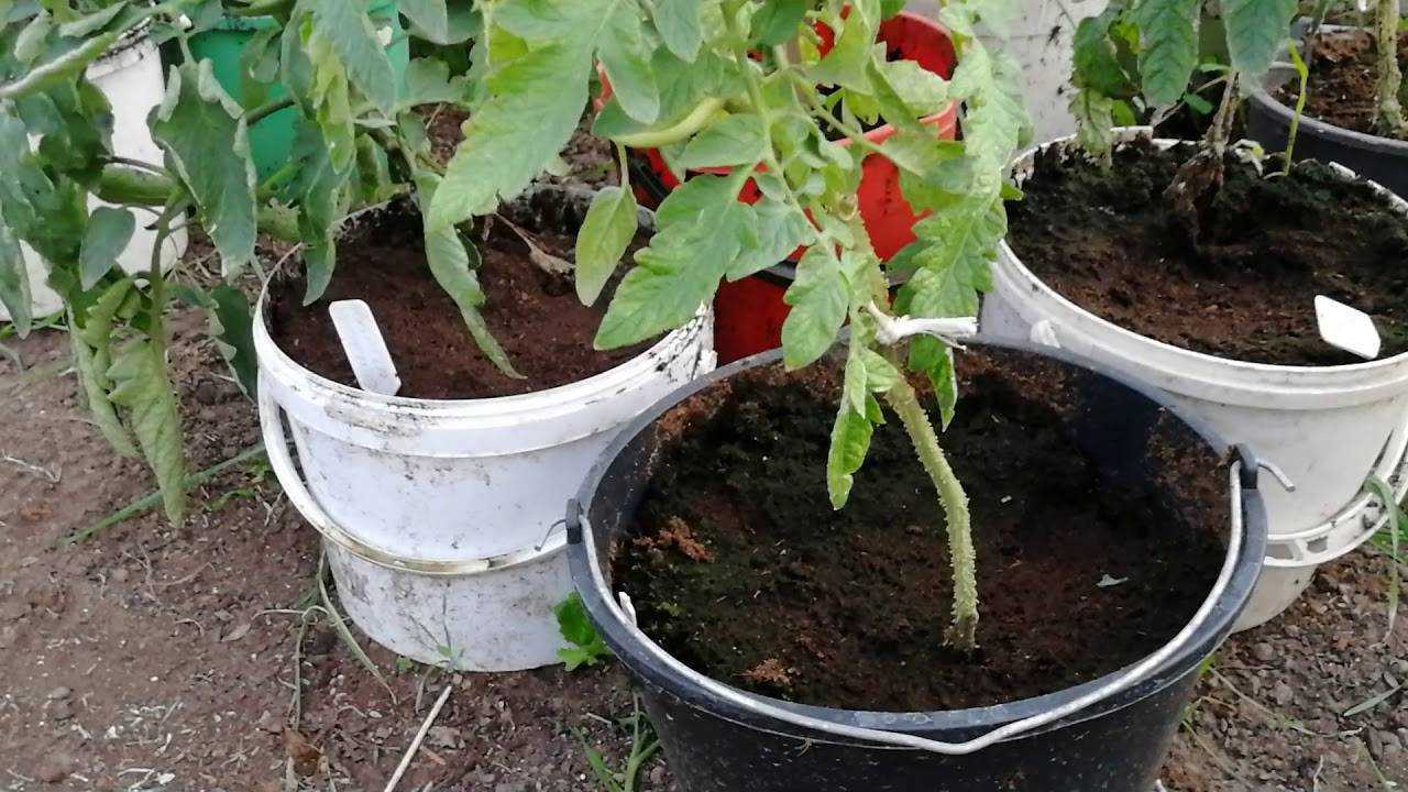 Высадка рассады помидоров в теплицу и открытый грунт: сроки, общие правила и отличия