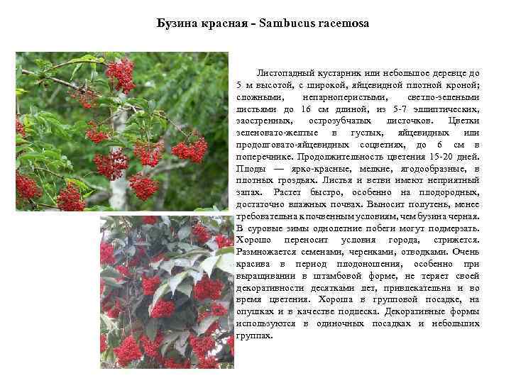 Бузина растение: описание, бузина красная и черная, лечебные свойства бузины и противопоказания