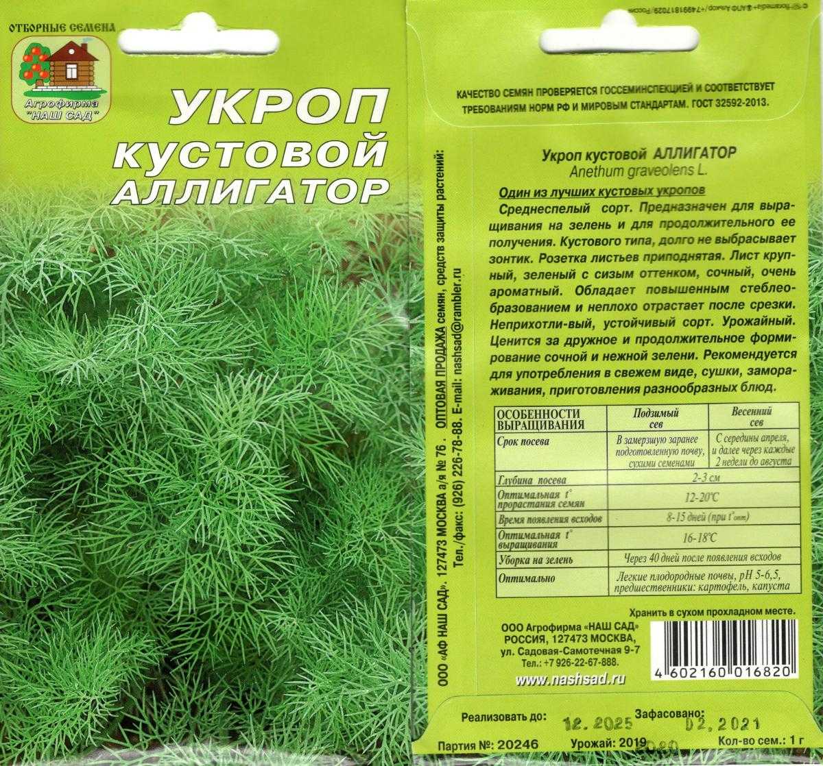 Укроп аллигатор: характеристика и описание сорта, как срезать и выращивать, какой необходим уход