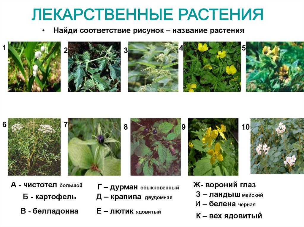 Фармацвет - делаем травы лекарствами!