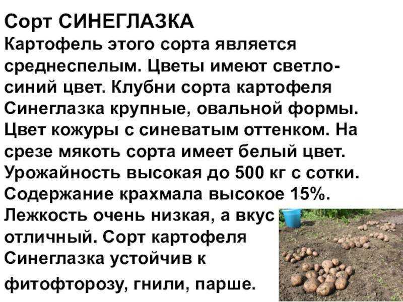 Синеглазка: описание сорта картофеля, характеристики, агротехника