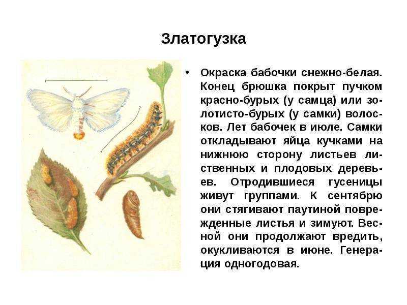 Как избавиться от трипса на участке: описание, вред, симптомы поражения, профилактика, методы борьбы - агротехнические, механические, народные, биологические, обзор химических препаратов, их плюсы и минусы