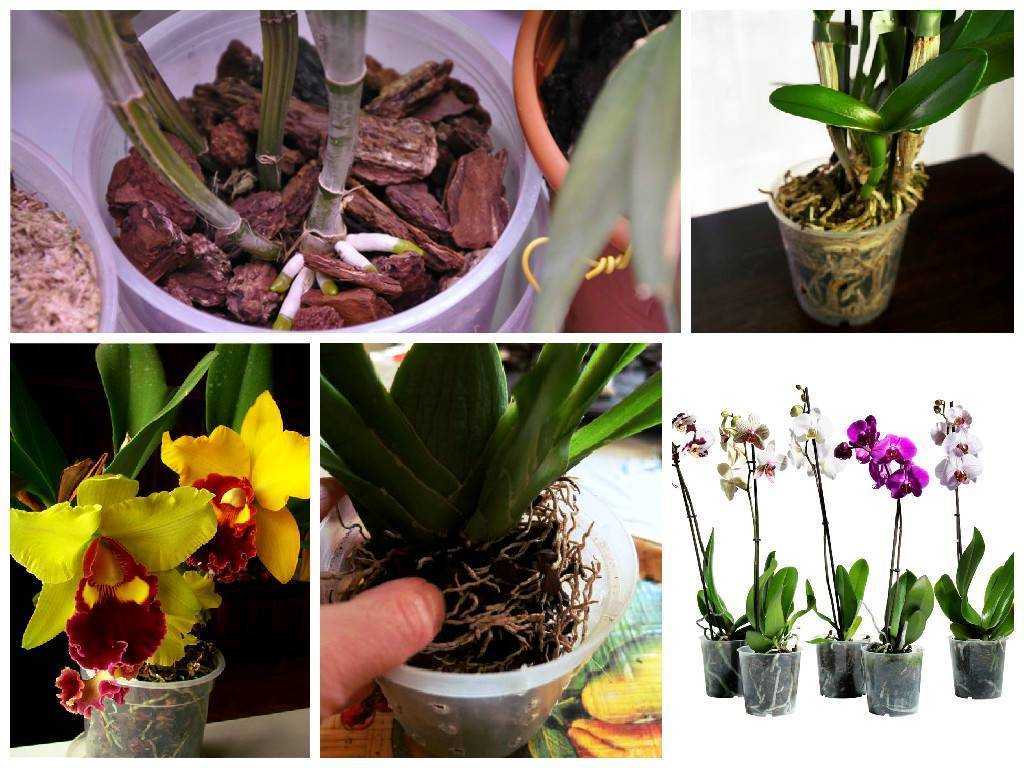 Каттлея фото орхидеи, уход в домашних условиях, пересадка, цветение, полив, размножение