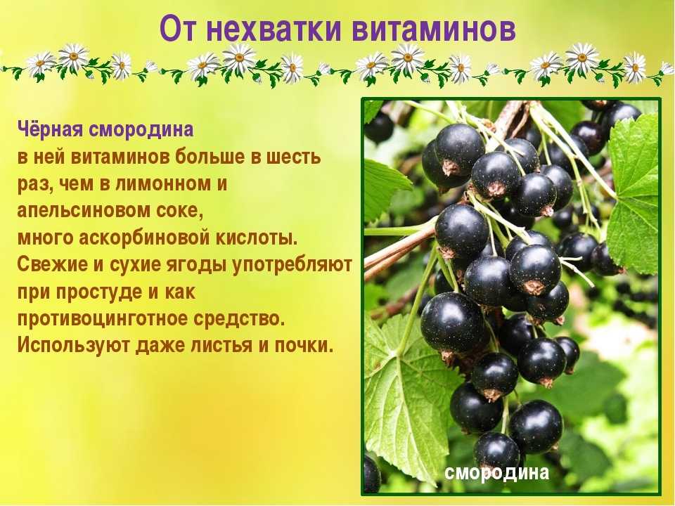 Красная смородина: посадка и уход на supersadovnik.ru