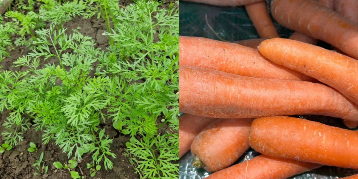 Как часто поливать морковь в открытом грунте?