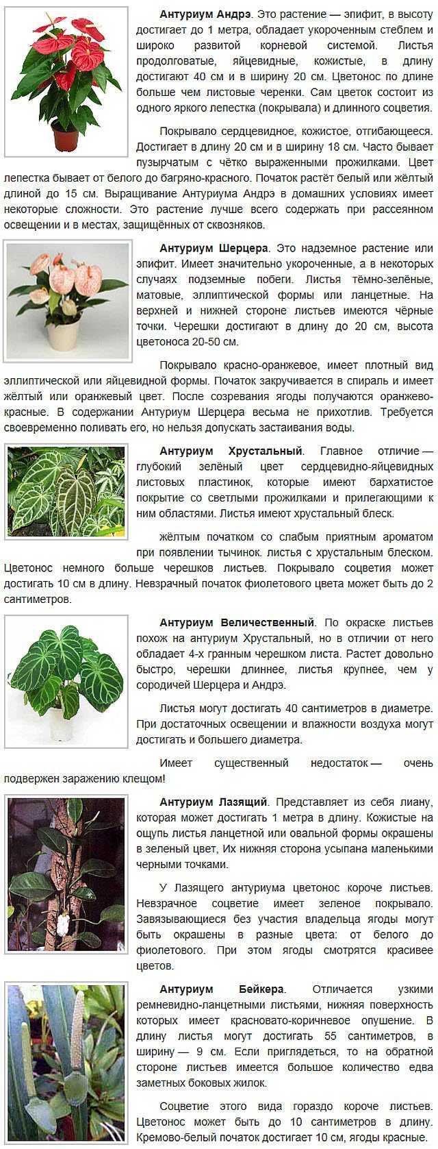 Цветок антуриум или мужское счастье, уход в домашних условиях, фото, болезни