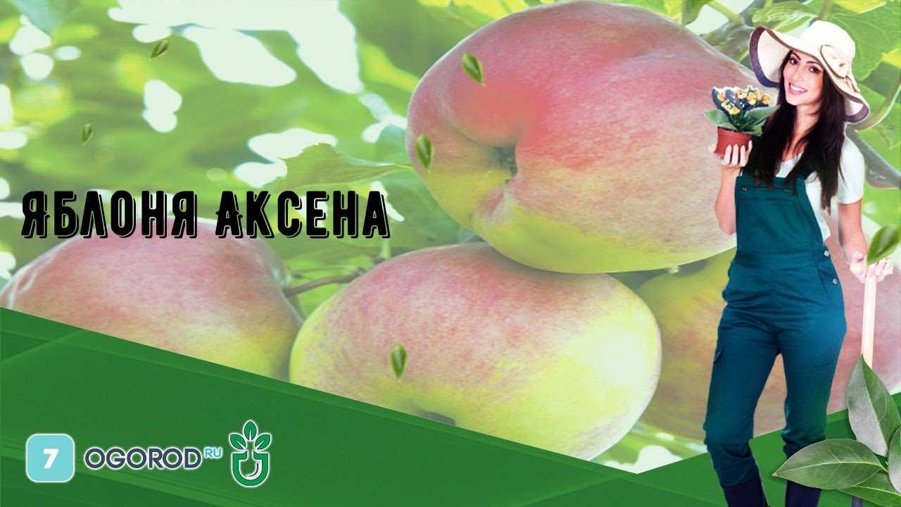 О яблоне Аксена, характеристики, агротехника, как правильно сажать