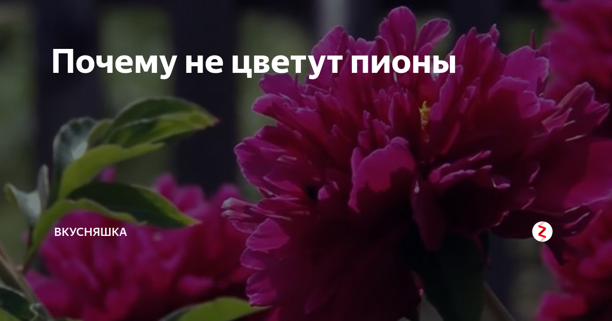 Почему не цветут пионы одни листья что делать причина чем подкормить фото видео