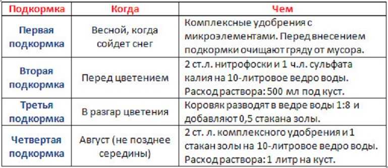 11 способов подкормки клубники после плодоношения