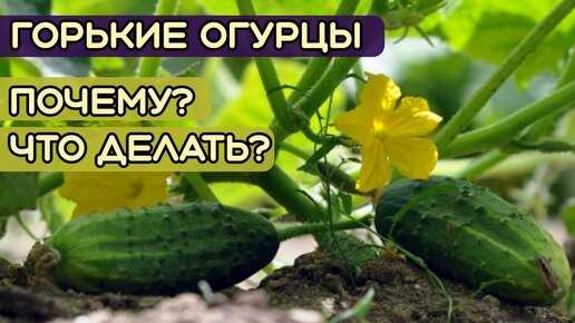 Почему огурцы растут горькие в открытом грунте