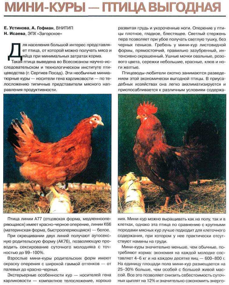 ✅ о курах павловских: характеристики породы, разведение, содержание поголовья