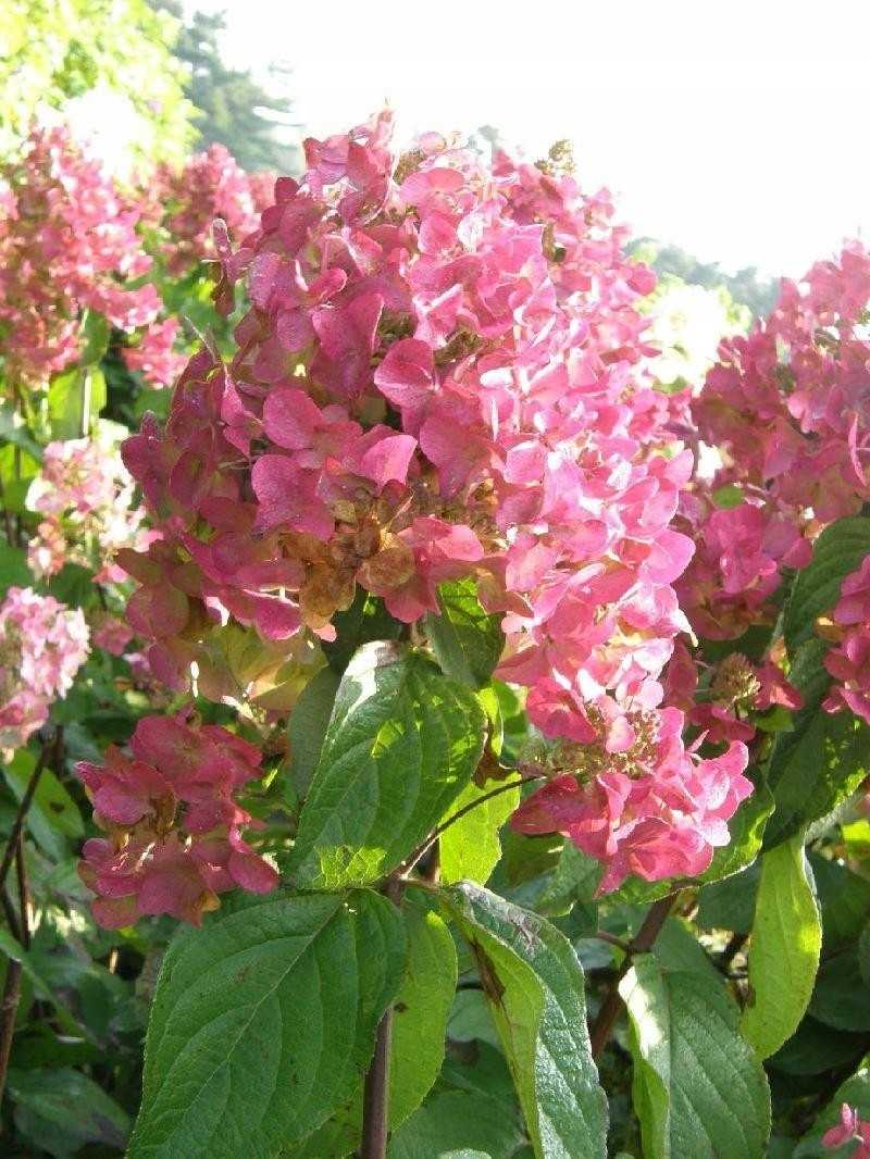 Гортензия метельчатая мега минди hydrangea paniculata «mega mindy»