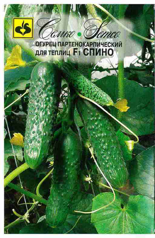 Огурцы сорта паратунка: богатый урожай и замечательный вкус