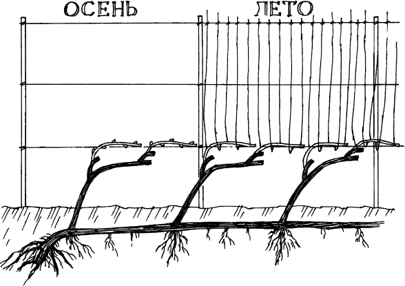 Посадка винограда