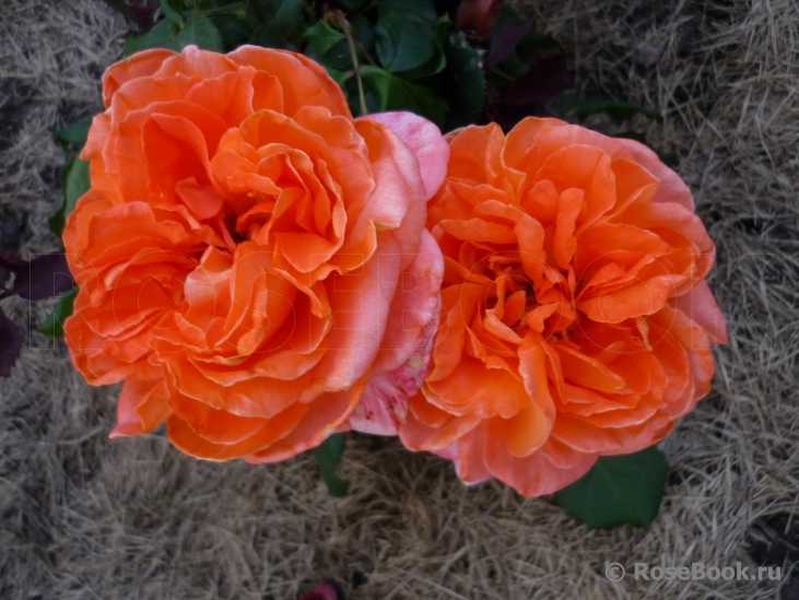 Роза рене госсини