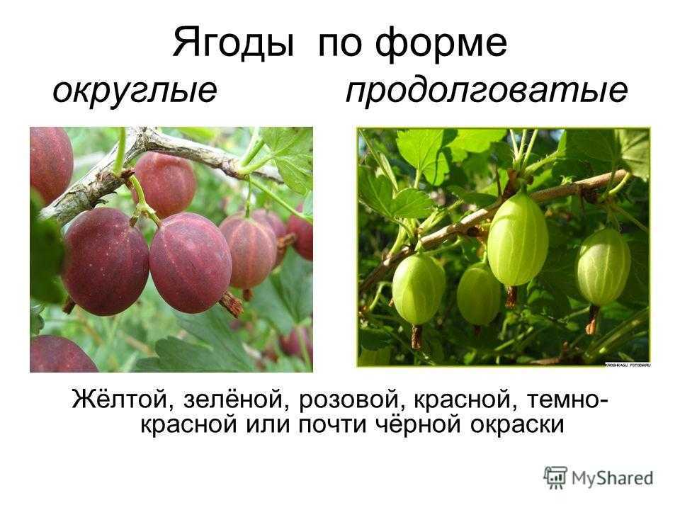 Крыжовник финик: отзывы, фото, описание сорта, урожайность, выращивание, посадка и уход