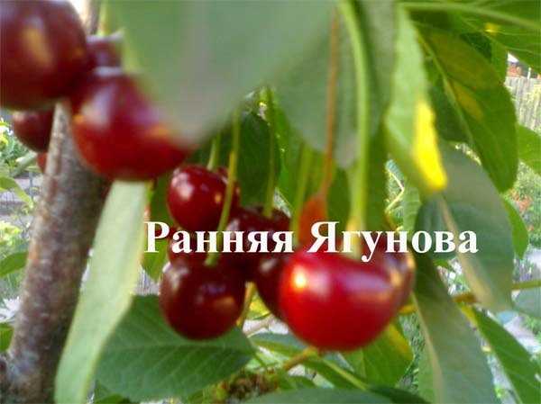 Коккомикоз вишни: описание заболевания и меры борьбы